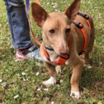 Podenco Maneto Basil, 05/2024, ca. 35 cm, 55237 Flonheim