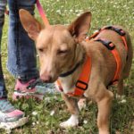 Podenco Maneto Basil, 05/2024, ca. 35 cm, 55237 Flonheim