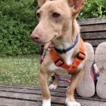 Podenco Maneto Basil, 05/2024, ca. 35 cm, 55237 Flonheim