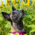 Malinois Bella, 03/2016, ca. 65 cm, 38162 Cremlingen