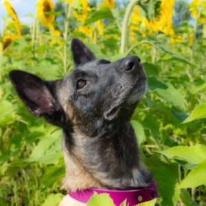 Malinois Bella, 03/2016, ca. 65 cm, 38162 Cremlingen