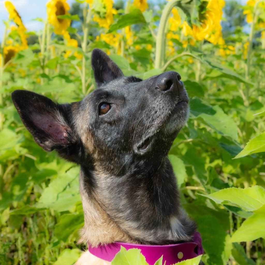 Malinois Bella, 03/2016, ca. 65 cm, 38162 Cremlingen