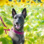 Malinois Bella, 03/2016, ca. 65 cm, 38162 Cremlingen