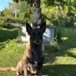 Malinois Bella, 03/2016, ca. 65 cm, 38162 Cremlingen