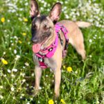 Malinois Podenco Mischling Bella, 03/2024, ca. 60 cm, 53918 Neunkirchen-Seelscheid
