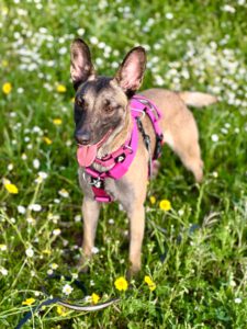 Malinois Podenco Mischling Bella, 03/2024, ca. 60 cm, 53918 Neunkirchen-Seelscheid