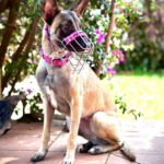 Malinois Podenco Mischling Bella, 03/2024, ca. 60 cm, 53918 Neunkirchen-Seelscheid