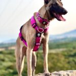 Malinois Podenco Mischling Bella, 03/2024, ca. 60 cm, 53918 Neunkirchen-Seelscheid