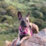 Malinois Podenco Mischling Bella, 03/2024, ca. 60 cm, 53918 Neunkirchen-Seelscheid