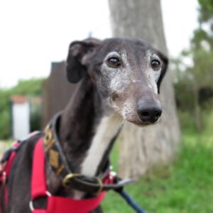 Galgo Berry,04/2018, ca. 60 cm