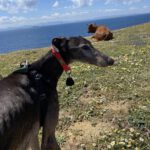 Galgo Berry,04/2018, ca. 60 cm