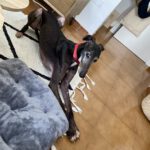 Galgo Berry,04/2018, ca. 60 cm