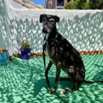 Galgo Berry,04/2018, ca. 60 cm