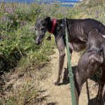 Galgo Berry,04/2018, ca. 60 cm