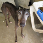 Galgo Berry,04/2018, ca. 60 cm