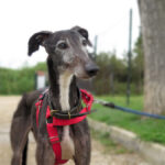 Galgo Berry,04/2018, ca. 60 cm
