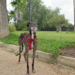 Galgo Berry,04/2018, ca. 60 cm