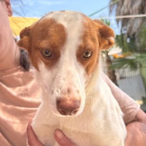 Podenco Birgit,11/2014, Endgröße ca. 45 cm