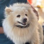 Pomeranian Blancota, 03/2022, ca. 35 cm