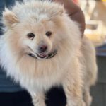 Pomeranian Blancota, 03/2022, ca. 35 cm