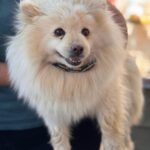 Pomeranian Blancota, 03/2022, ca. 35 cm