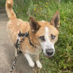 Schäferhund Husky Mischling Blue, 02/2019, ca. 55 cm