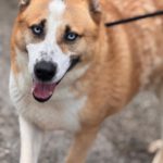 Schäferhund Husky Mischling Blue, 02/2019, ca. 55 cm