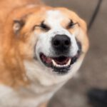 Schäferhund Husky Mischling Blue, 02/2019, ca. 55 cm