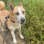 Schäferhund Husky Mischling Blue, 02/2019, ca. 55 cm