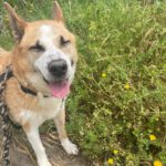 Schäferhund Husky Mischling Blue, 02/2019, ca. 55 cm