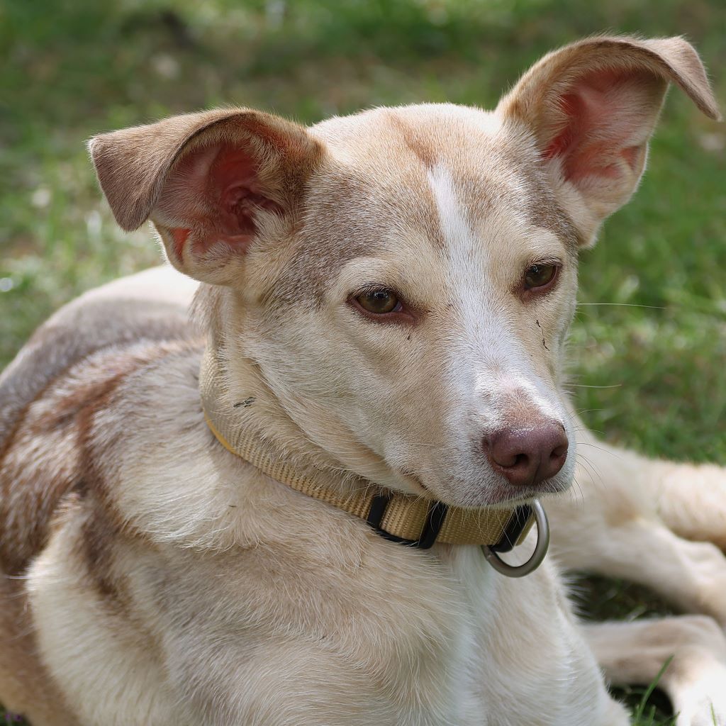 Mischling Boni, 02/2023, ca. 40 cm, 24211 Preetz