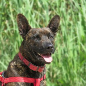 Malinois Mischling Bosco, 04/2023, ca. 65 cm