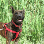 Malinois Mischling Bosco, 04/2023, ca. 65 cm