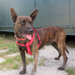Malinois Mischling Bosco, 04/2023, ca. 65 cm