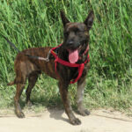 Malinois Mischling Bosco, 04/2023, ca. 65 cm