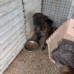 Malinois Mischling Bosco, 04/2023, ca. 65 cm