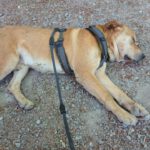 Labrador Mischling Bost, 01/2024, ca. 50- 55 cm, 63791 Karlstein