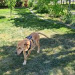 Labrador Mischling Bost, 01/2024, ca. 50- 55 cm, 63791 Karlstein