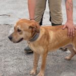 Labrador Mischling Bost, 01/2024, ca. 50- 55 cm, 63791 Karlstein