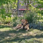 Labrador Mischling Bost, 01/2024, ca. 50- 55 cm, 63791 Karlstein