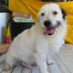 Terrier Mischling Braulio, 04/2020, ca. 37 cm