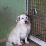 Terrier Mischling Braulio, 04/2020, ca. 37 cm