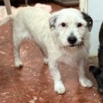 Terrier Mischling Braulio, 04/2020, ca. 37 cm