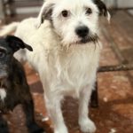 Terrier Mischling Braulio, 04/2020, ca. 37 cm