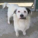 Terrier Mischling Braulio, 04/2020, ca. 37 cm