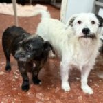 Terrier Mischling Braulio, 04/2020, ca. 37 cm