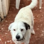 Terrier Mischling Braulio, 04/2020, ca. 37 cm