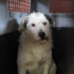 Terrier Mischling Braulio, 04/2020, ca. 37 cm