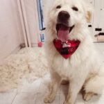 Mischling Bubba, 02/2020, ca. 50-55 cm
