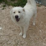 Mischling Bubba, 02/2020, ca. 50-55 cm